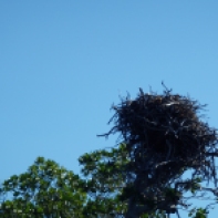 Adler's nest@Key Largo