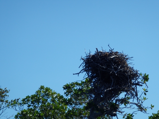 Adler's nest@Key Largo