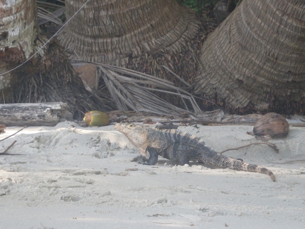 A nemzeti parkbéli Leguanus Giganticus Costaricense hétköznapi egészségügyi sétája közben a parton.