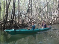 Mangrove evezős